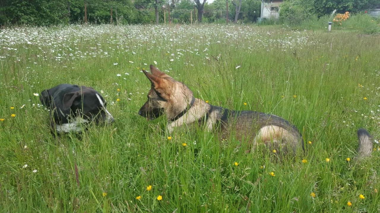 Ferienhof-Rietschen-Neuliebel Eksteriør billede